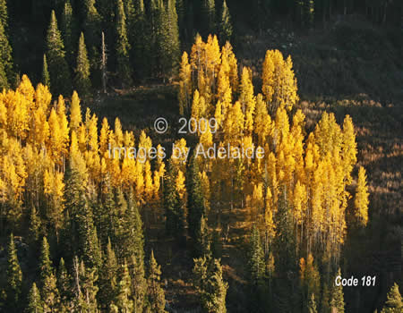 Glowing Aspen